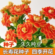 四季开花长寿花种子养不死阳台庭院种植好养易活花种籽子开花
