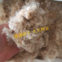 香蒲种子多年生宿根挺水型水生观赏花卉食用东方香蒲草蒲黄蒲