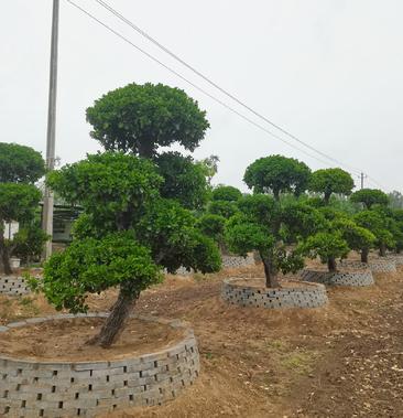 [胶东卫矛批发]卫茅造型,河南卫茅造型树,造型卫茅树生产 零售 批发