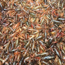 小龙虾湖北优质鲜活小龙虾，干净，保满，价格美丽