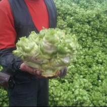 重庆儿菜基地1千万斤，量大便宜，早熟儿菜，应季蔬菜，批发