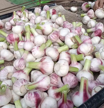 [大蒜批发]鲜大蒜价格1.50元/斤 - 一亩田