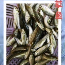 草鱼苗，鱼塘养殖技术，免费教养殖技术，包产包销
