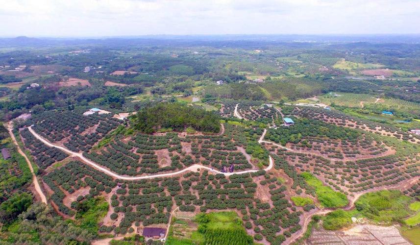 无人机航拍视角下的三月红荔枝果园,整齐排列的果树形成绿色方阵,部分果树已挂满红色果实;远处有农民正在采收,田间道路清晰可见,整体呈现现代化农业园区风貌 三月红荔枝果园航拍图