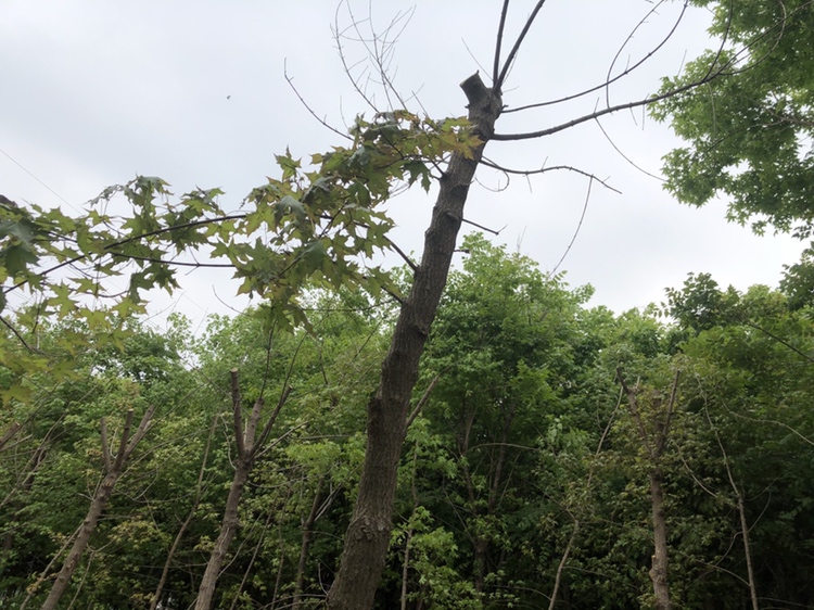 五角枫夏季养护场景图