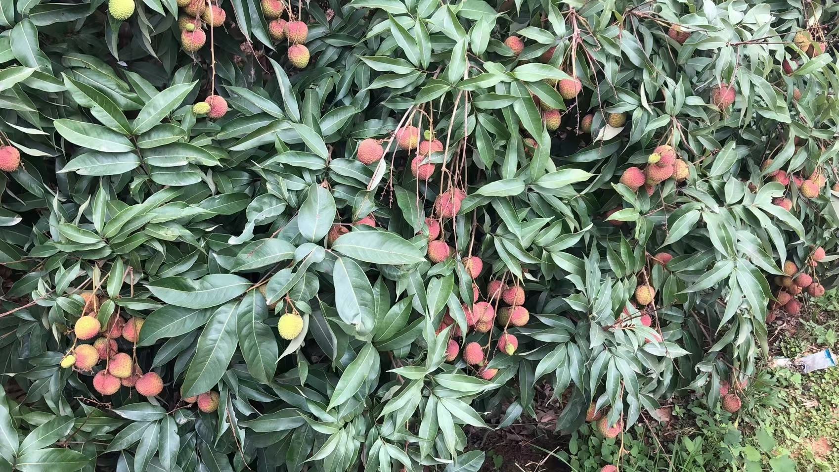 中国红荔枝果园实景