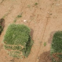 马尼拉草皮自产自销价格优惠全国发货带