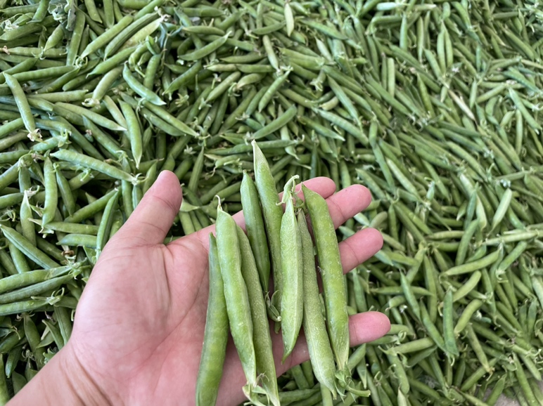 不同品种豌豆实物对比拼图