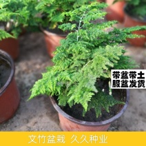 文竹盆栽室内客厅办公室桌面四季常青净化空气盆景小文竹苗