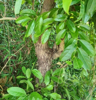 [算盘子根批发]算盘子根 算盘子根 广西算盘子根径 中药材价格8.