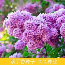 耐寒紫丁香种子粉色丁香暴马丁香种子丁香树种子新采出芽率高