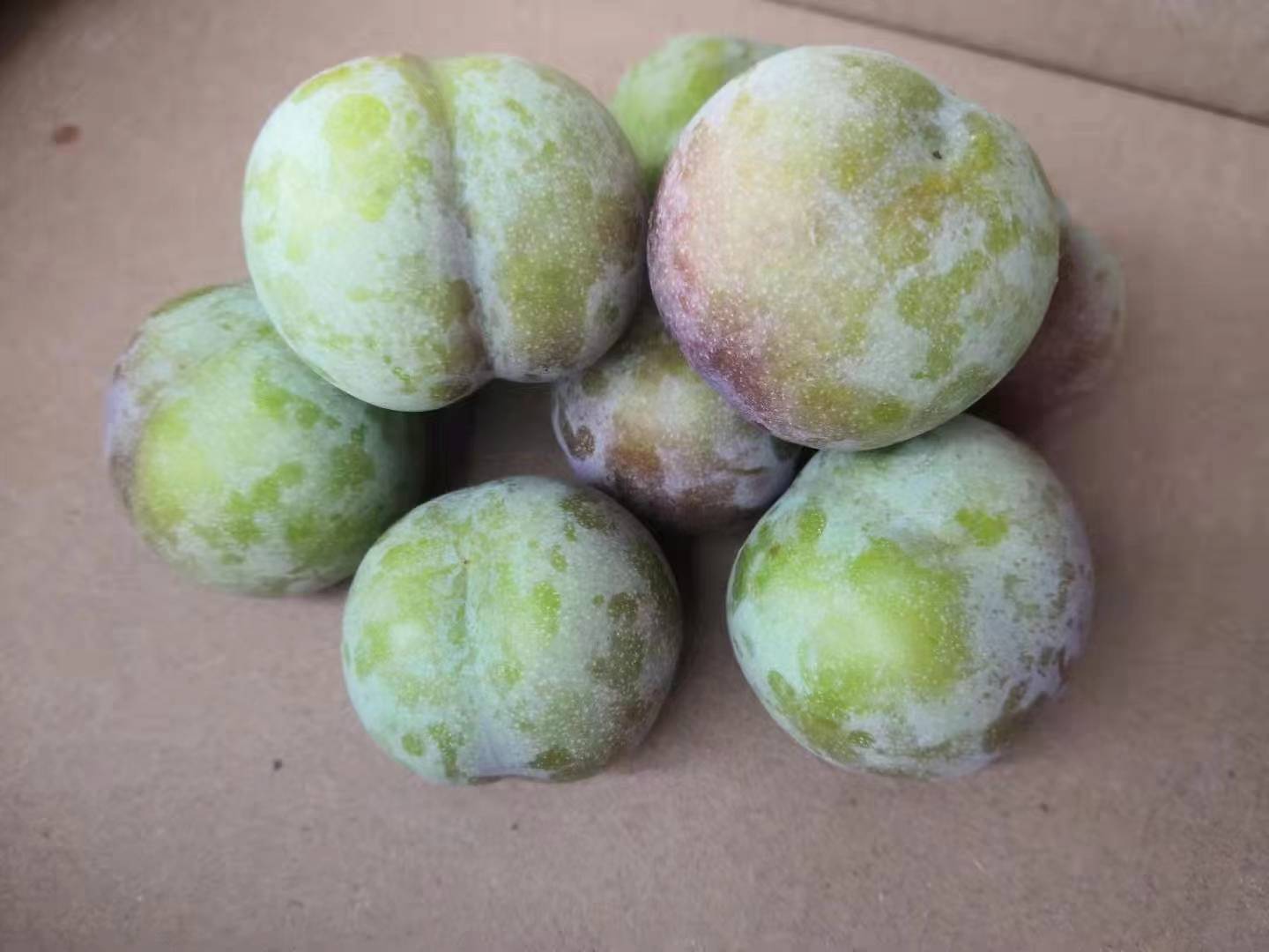 青脆李子果实特写