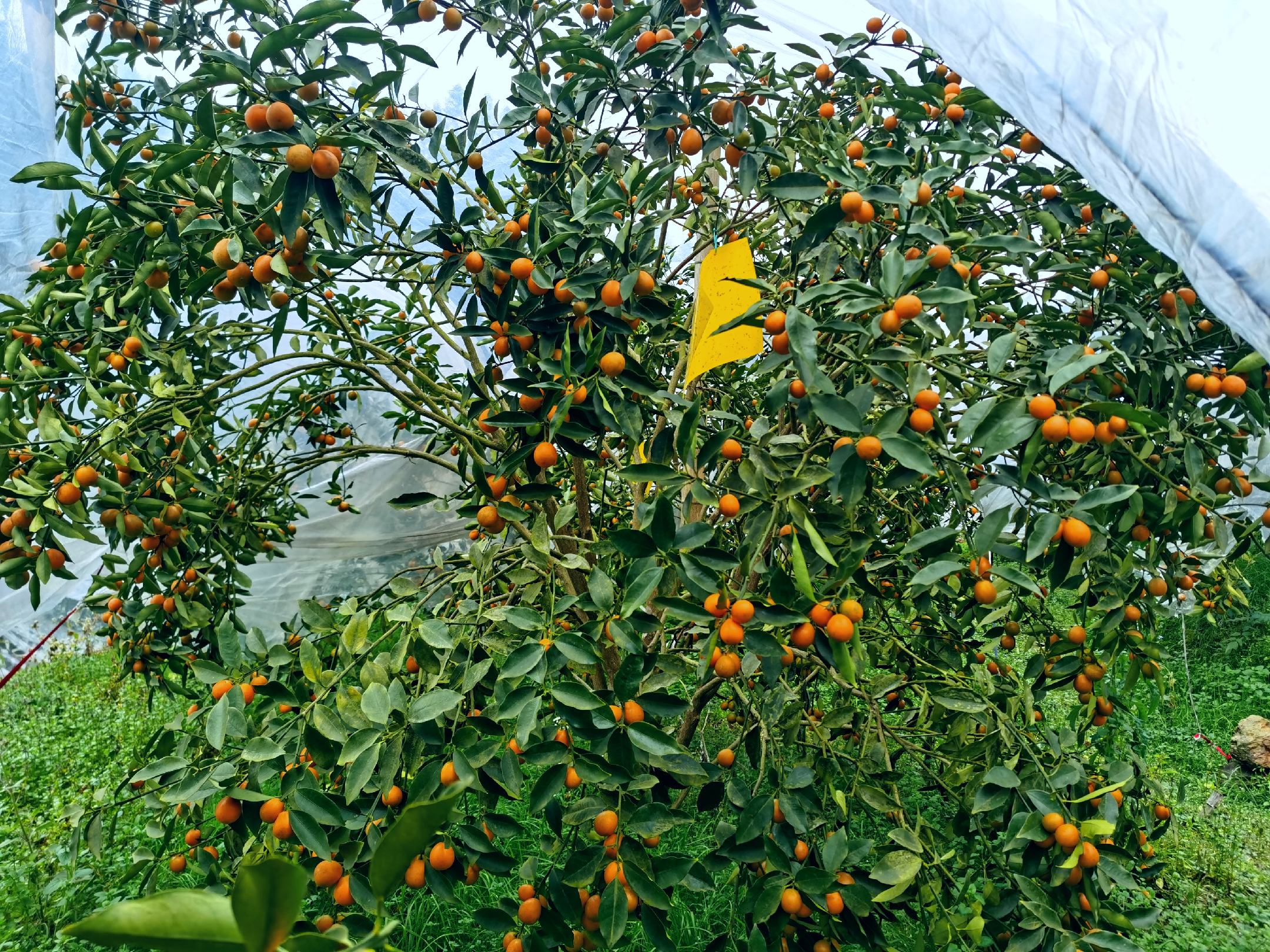 脆皮金桔植株特写