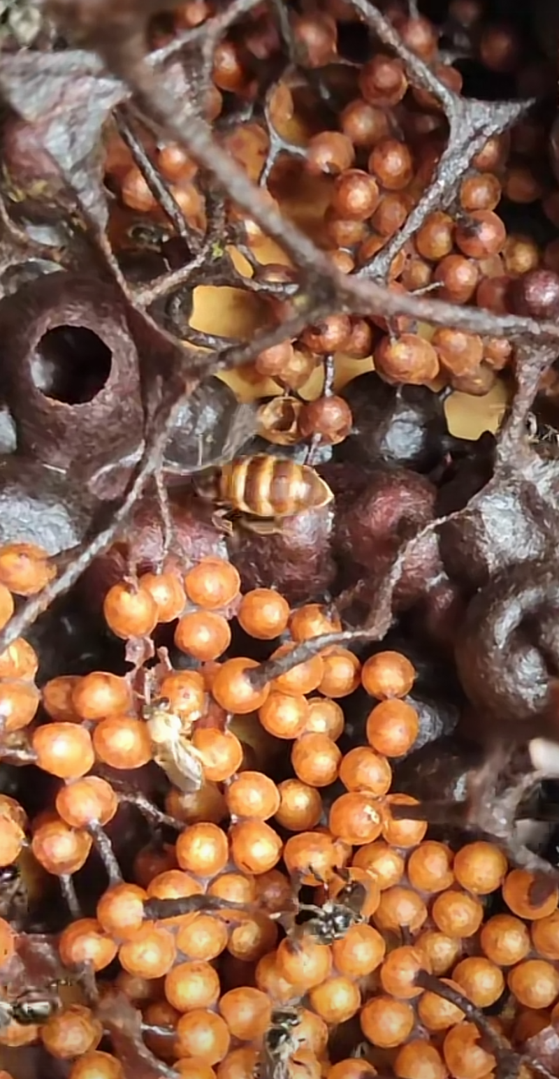 [野蜂蜜批发]海南澄迈县蜂蜜 850.00元/斤深山天然野生蚊子 _ 一亩田