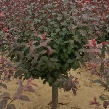 美植袋架值太阳李大量上市产地直销欢迎全国客户打电话