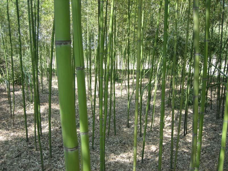 竹荪生长在竹林中的场景