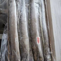 帶魚大量批發