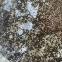 牛蛙苗