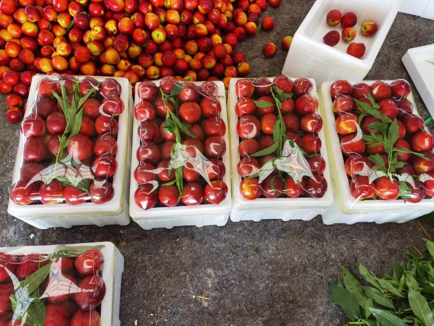 一条现代化水果分选流水线上,新6号油桃通过光学检测设备自动识别大小、颜色和瑕疵,机械臂将不同等级的果实分别投入对应通道,背景为洁净的包装车间,墙上标有‘绿色食品’和‘全程可追溯’标识 新6号油桃在自动化分选线上运行场景