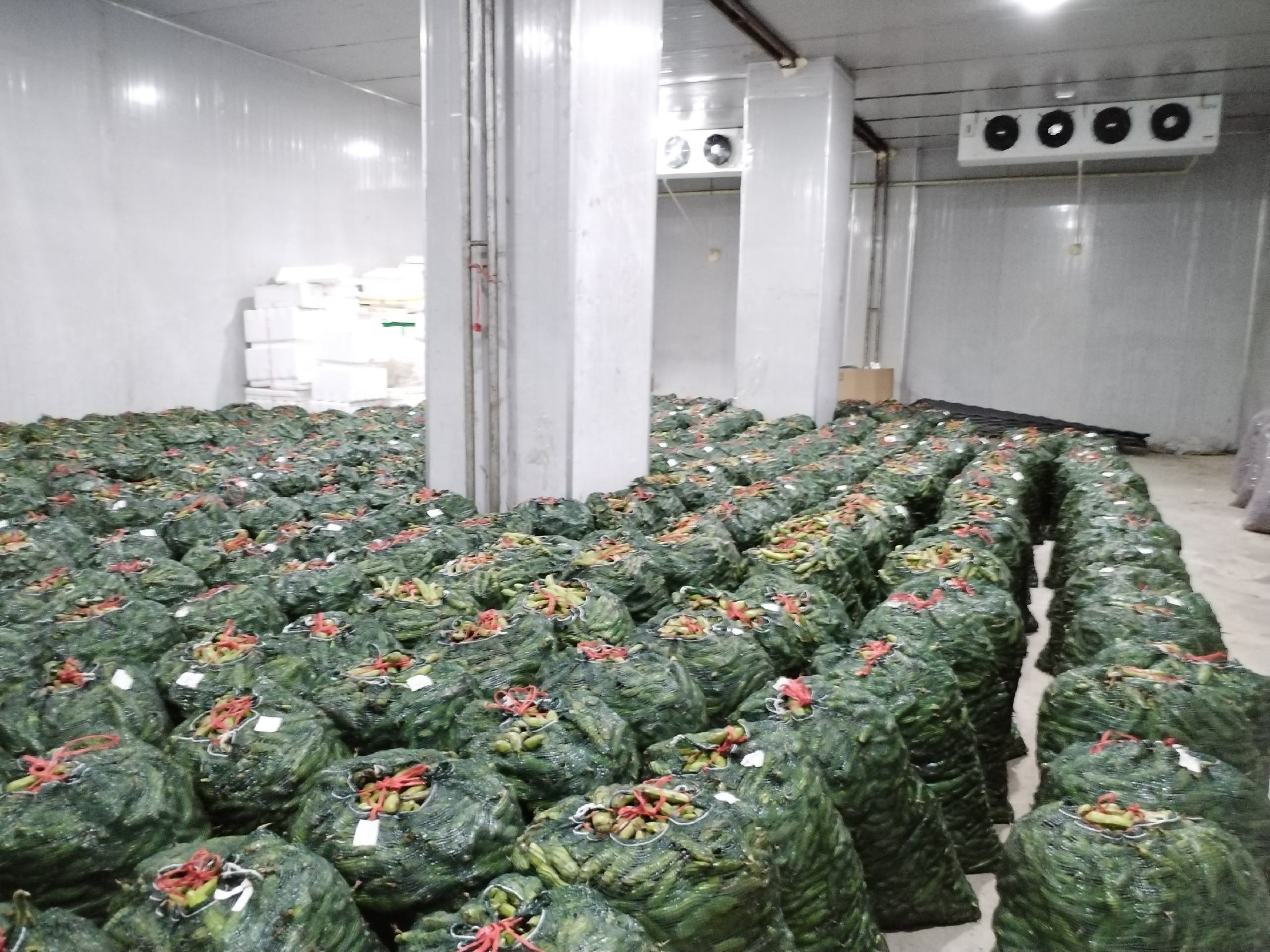 一包密封良好的冷冻蚕豆,放置在冰箱冷冻层的抽屉中,背景为其他冷冻食品,标签清晰标注“蚕豆”和“冷冻日期”,展示家庭常见的冷冻储存场景 冷冻蚕豆包装示意图