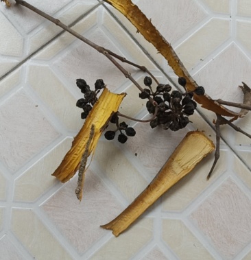 [黄柏批发]四川鲜黄柏皮能卖多少钱一斤价格1.00元/斤 - 一亩田