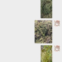 蔬菜，，水草
