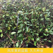 风车茉莉爬藤植物庭院爬墙四季开花浓香型络石藤粉色盆栽大苗