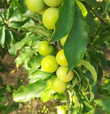 [三华李子批发]广西钦州钦南区晚熟三华李李子源产地直发全国各地价格