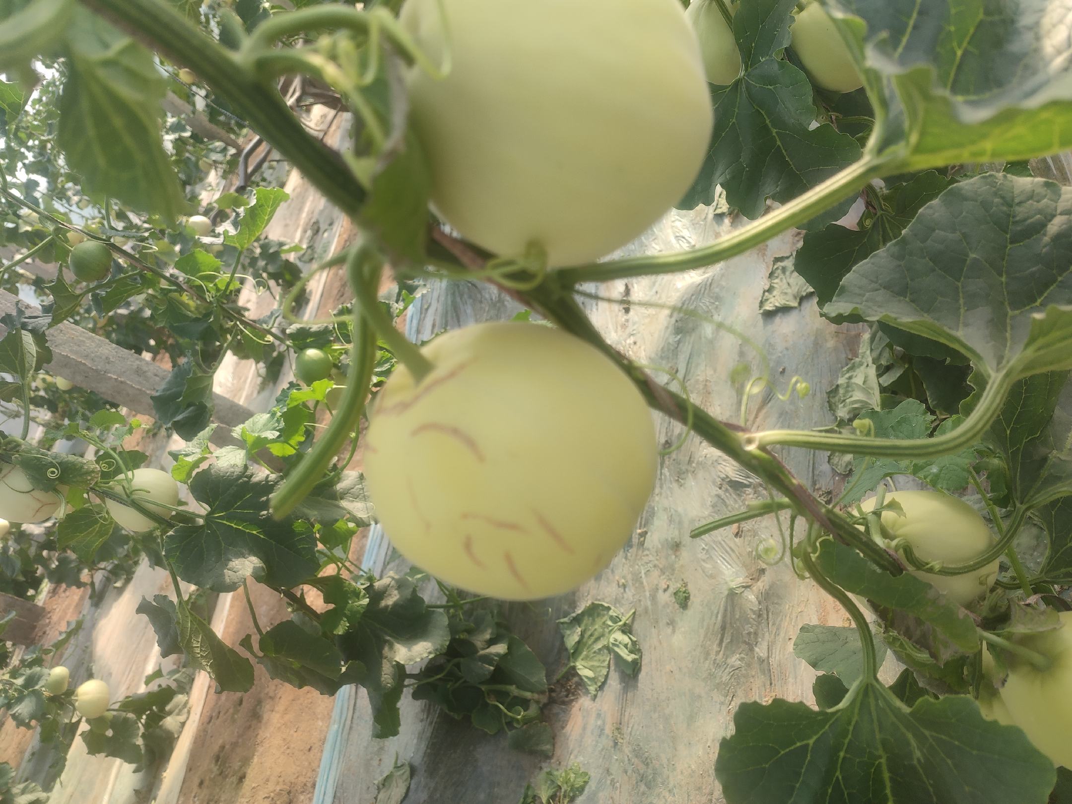 星甜33甜瓜整体外观特写