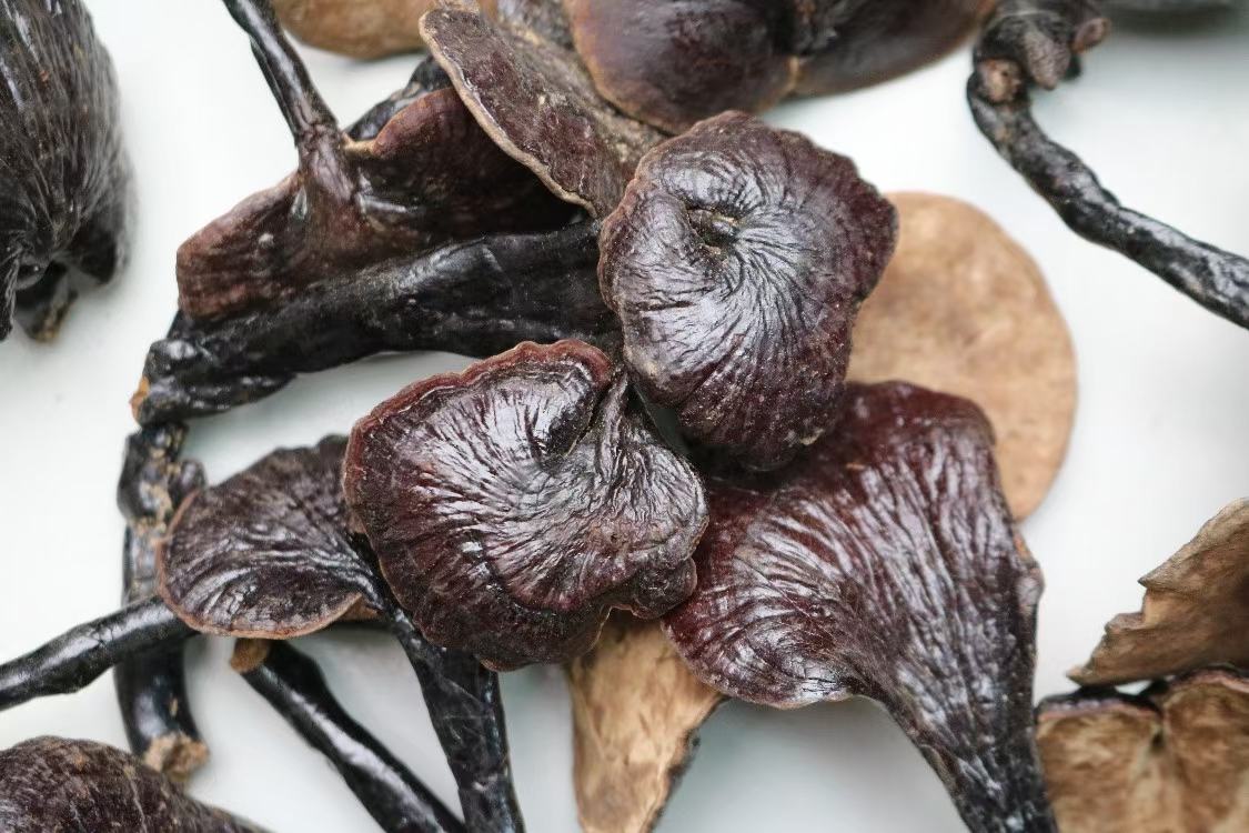 竹灵芝的特写镜头