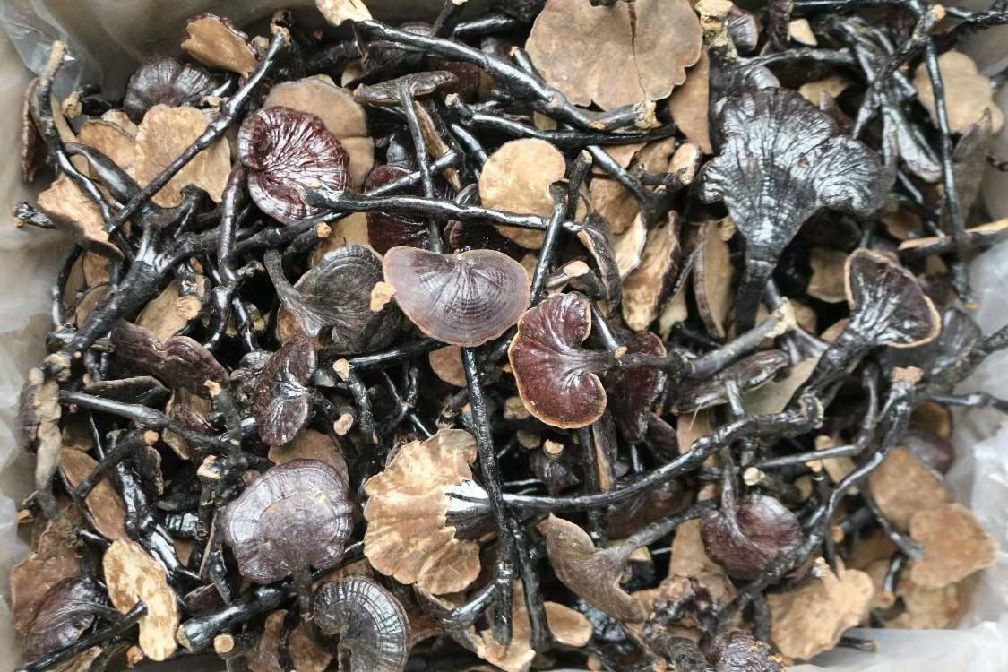 竹灵芝美容养颜