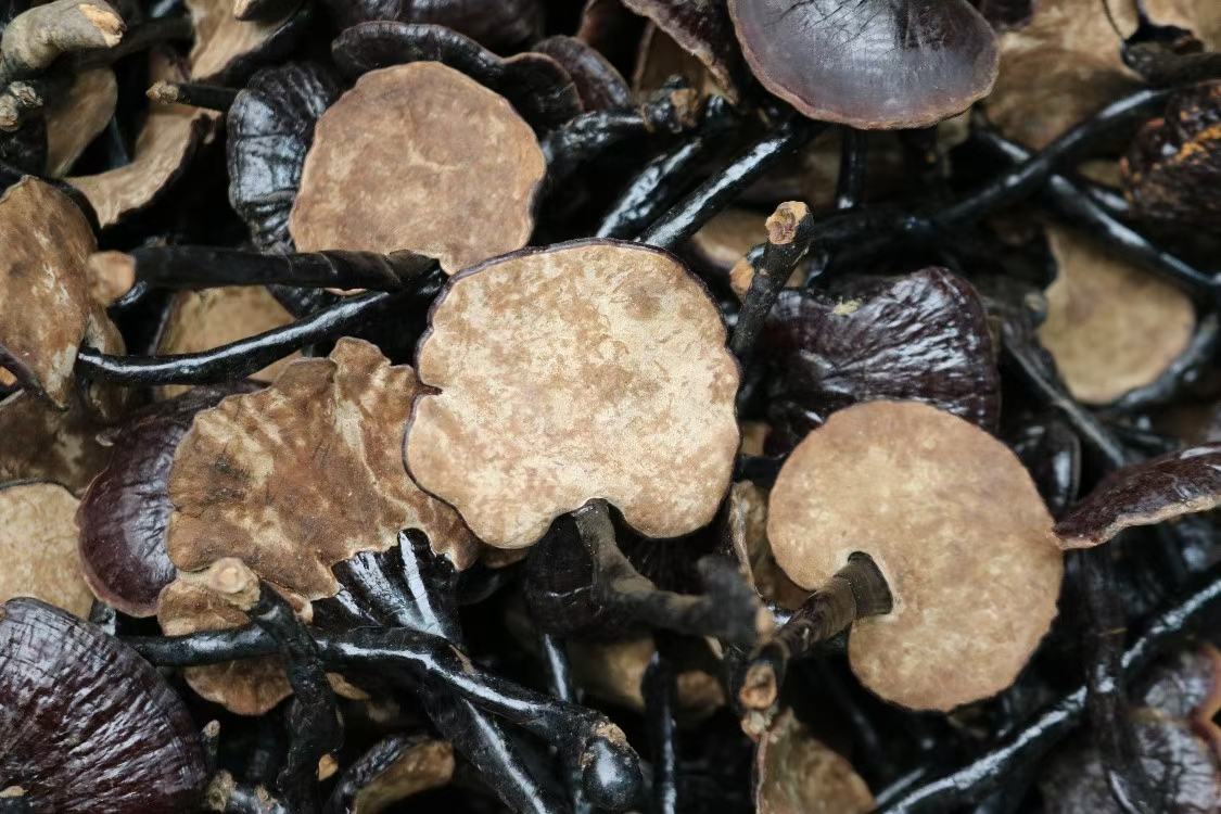 竹灵芝的形态特征