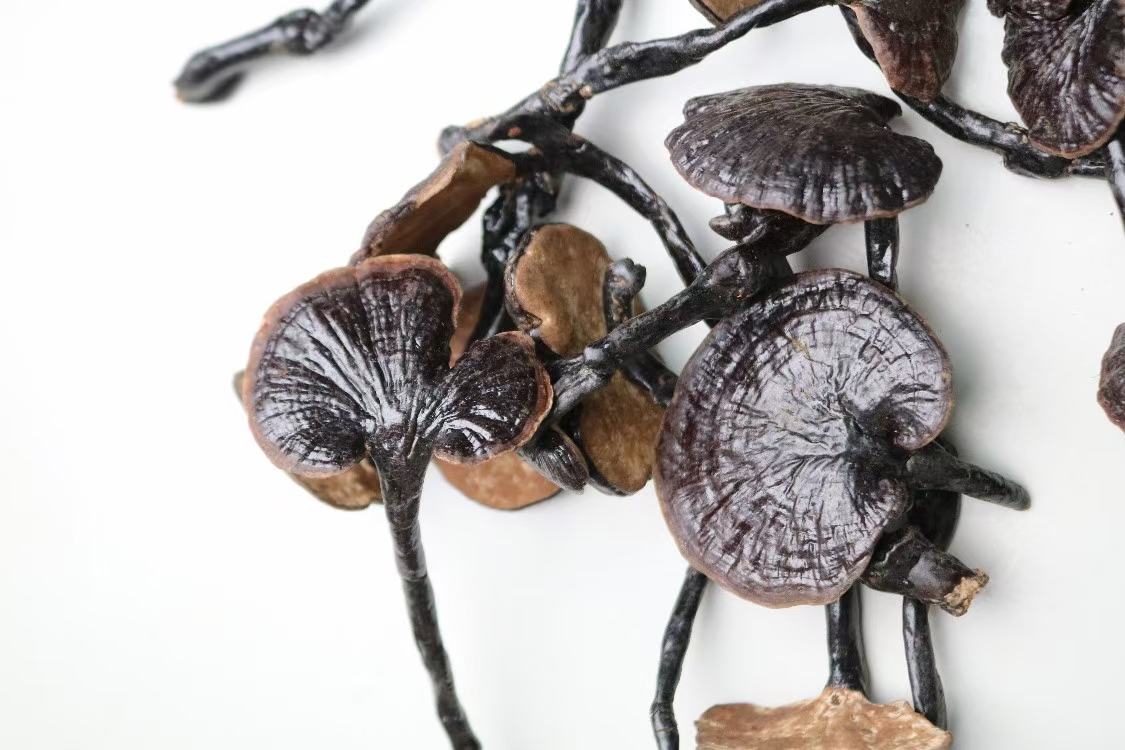 竹灵芝加工产品展示