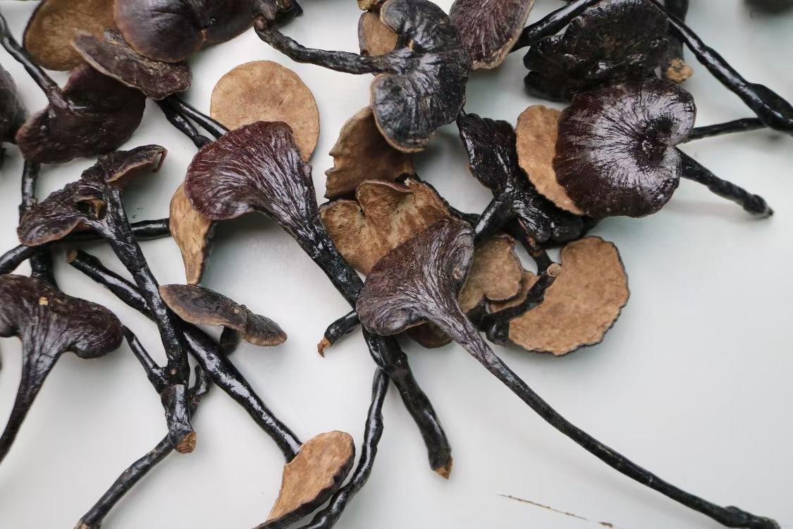 竹灵芝生长在竹林中