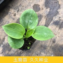 玉簪花苗耐寒耐旱花卉植物室外室内盆栽花坛多年生宿根绿植