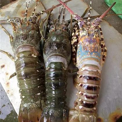 龙虾苗 淡水澳洲龙虾苗龙虾澳洲淡水小龙虾,鲜活龙虾,自有养殖基地