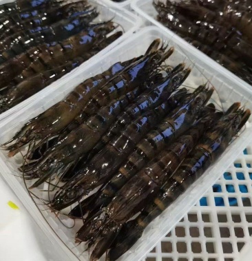 [草虾批发]当季2022年新的黑虎虾,春天新的新虾,品质全系活冻价格14.