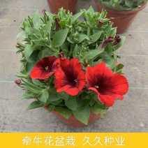 牵牛花盆栽带花苞阳台植物耐寒热易种活花卉盆栽绿植
