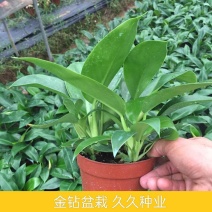 大叶金钻盆栽室内绿公主土培吸甲醛净化空气绿植四季常青好养