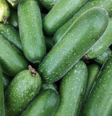 [节瓜批发]毛节瓜价格0.45元/斤 - 一亩田