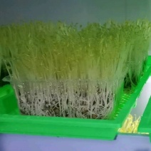 豌豆苗，量大从优