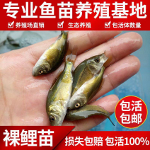 【实力】裸斑鱼苗，重庆潼南裸斑鱼苗，成活率高，质优价廉