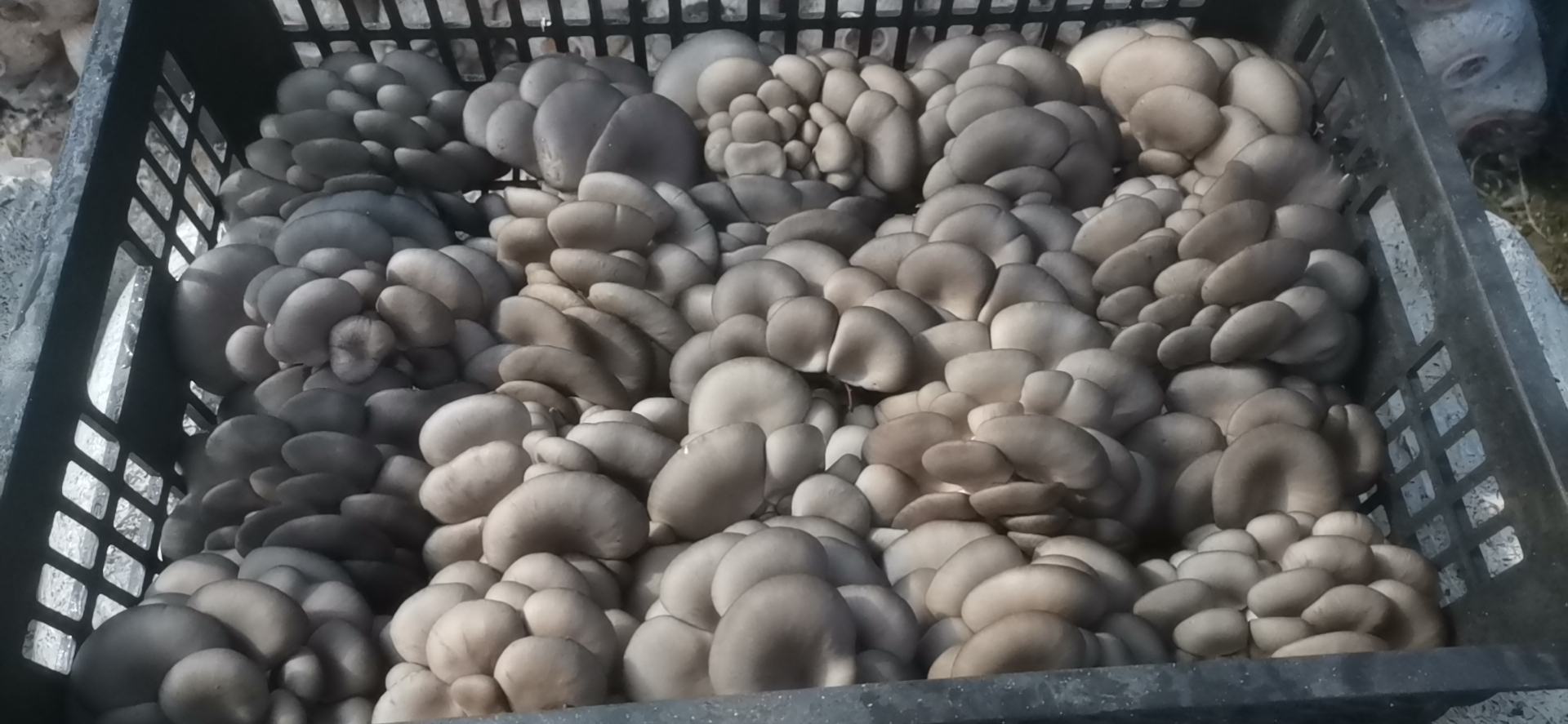 平菇美食拼盘