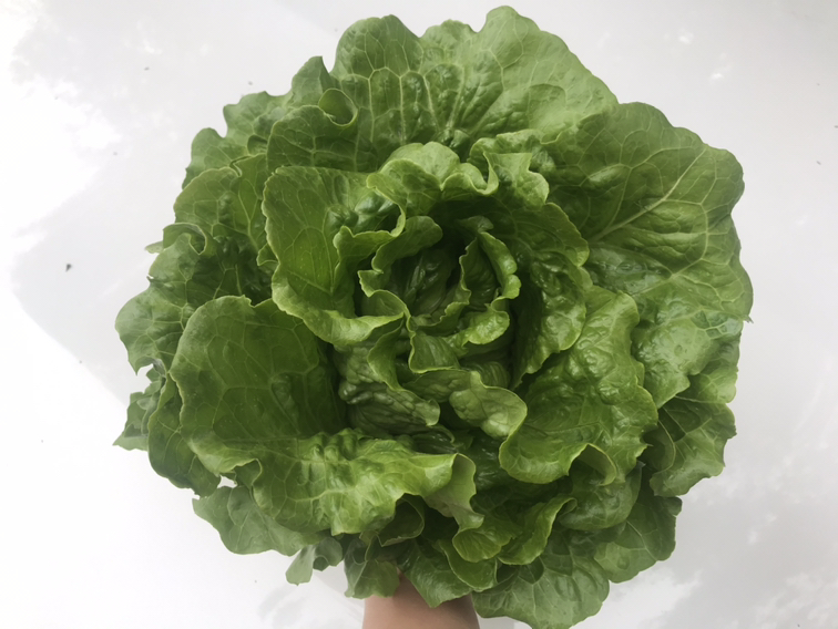 新鲜油麦菜的特写照片,展示其翠绿色叶片和脆嫩质地 油麦菜特写