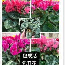 仙客来小苗盆栽花卉植物。5颗一组小苗偏远不包邮