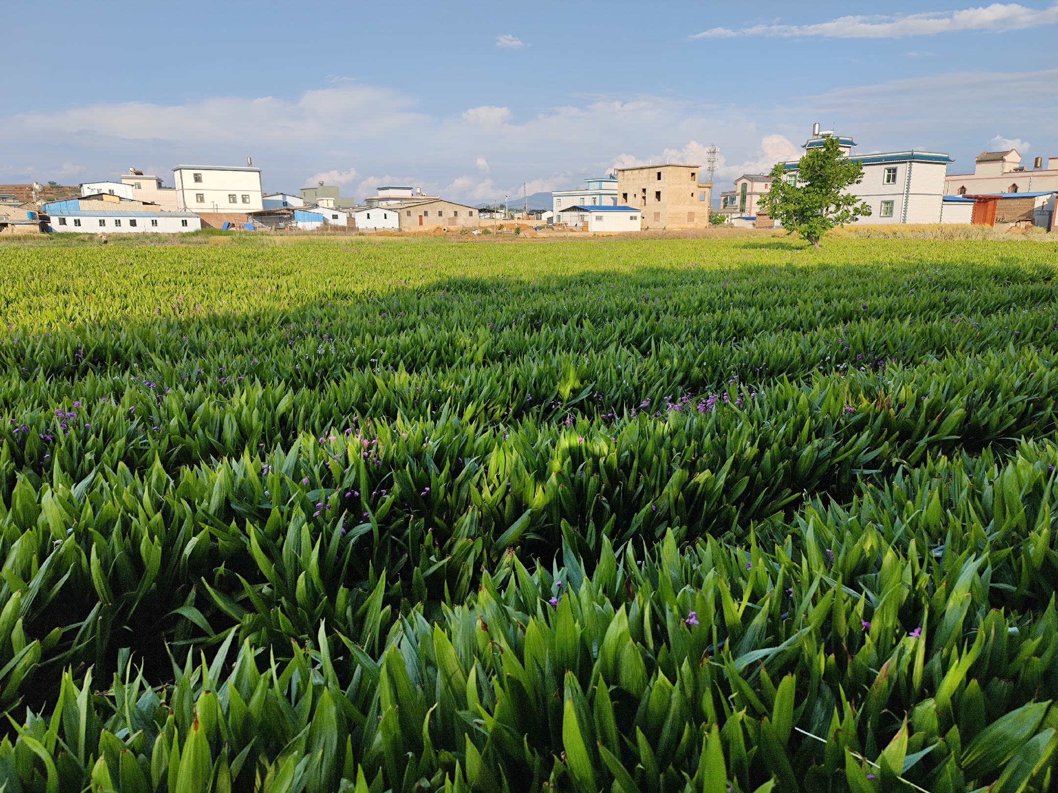 白梨花盛开的乡村田野