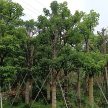 供应：秋枫15-20公分大骨架，价格优惠欢迎来打扰