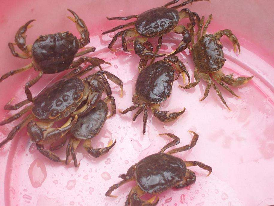 裹粉炸制梭子蟹