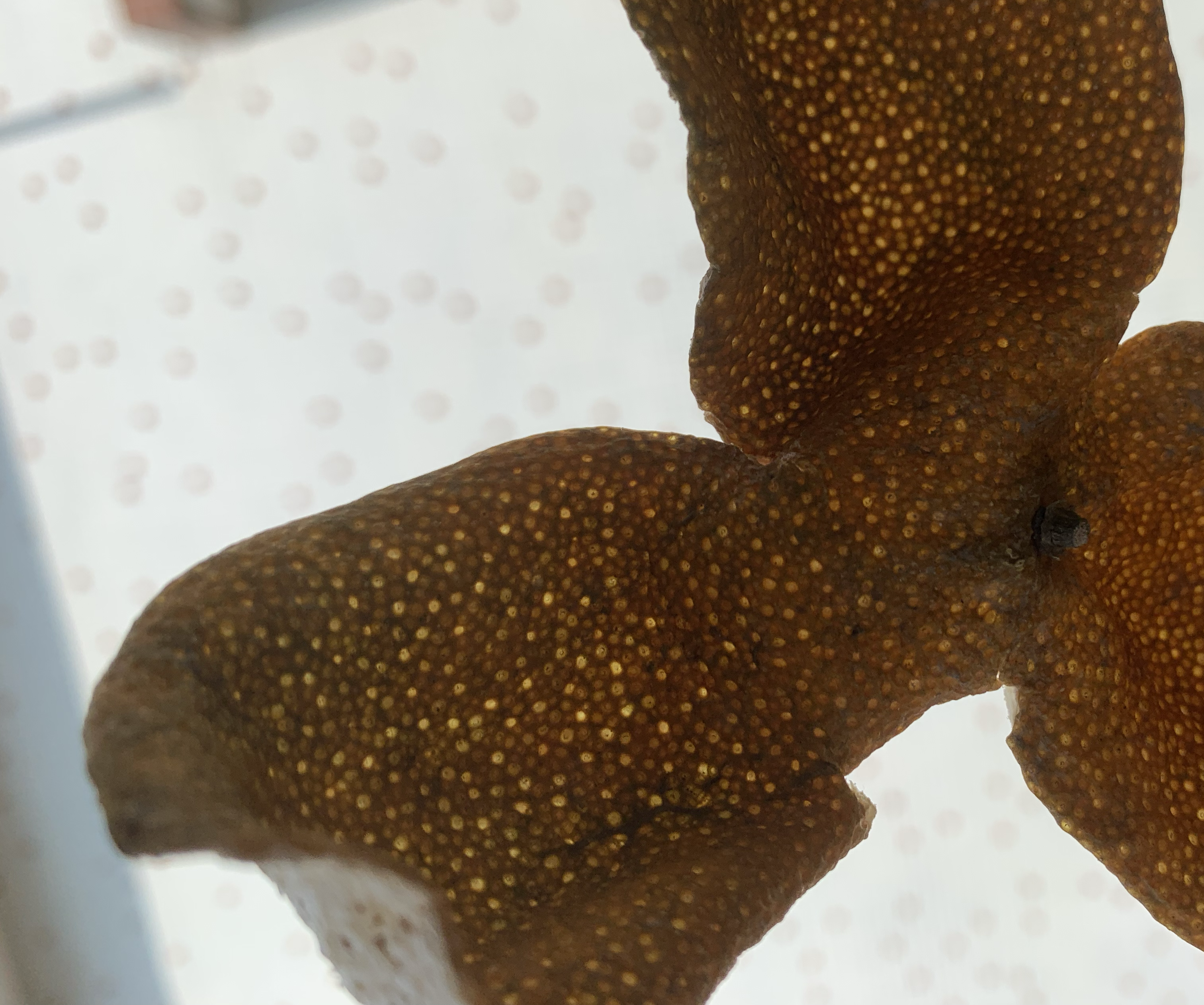 陈皮小柑胎显微结构图