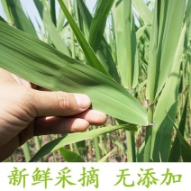 芦苇叶